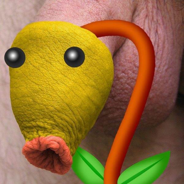 yellow penis