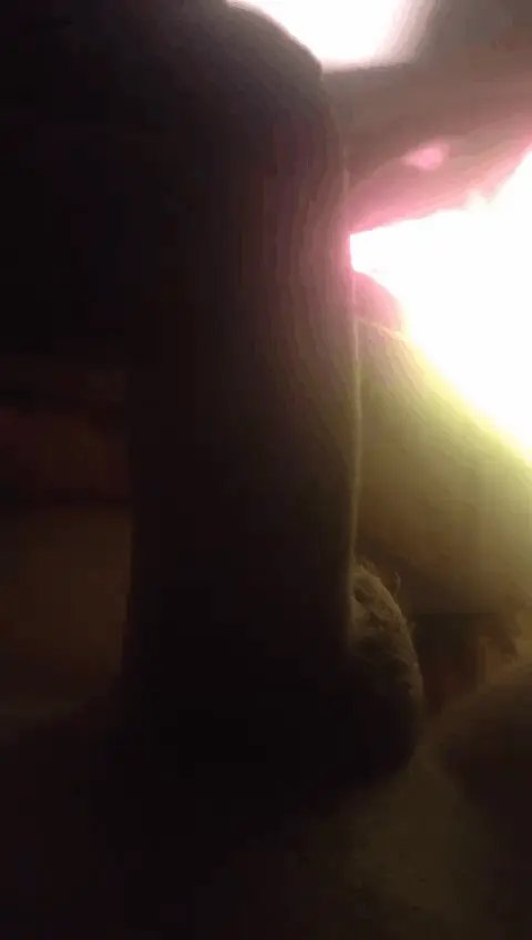 Shadow Cock