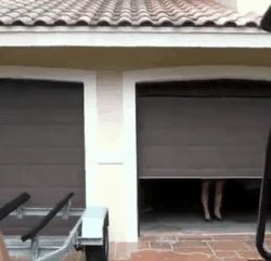 Milf hunter Cock Dog (Brooklyne)