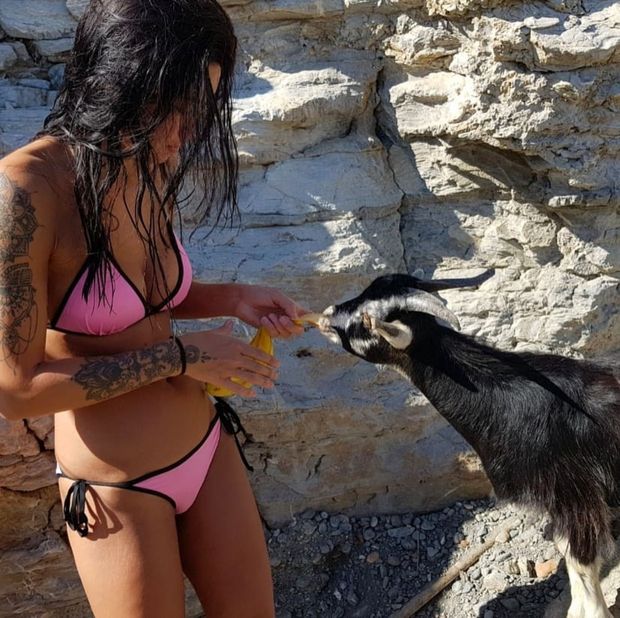 goat