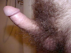 Hard Hairy Cock