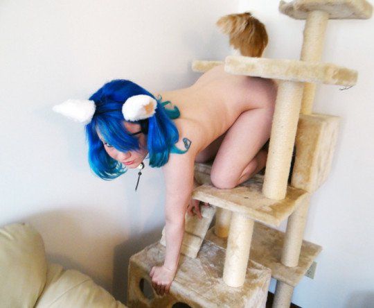Kitten on her playground