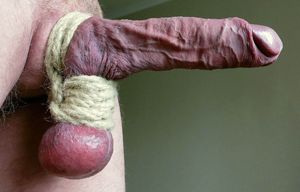 Veiny cock with a roped testicles