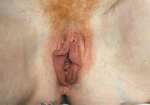 sweet ginger cunt