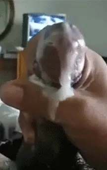 Sperm coat...