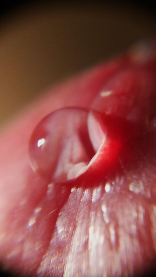 Macro picture of a dick head with precum