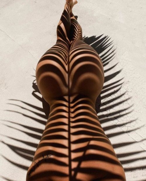 palm shadow