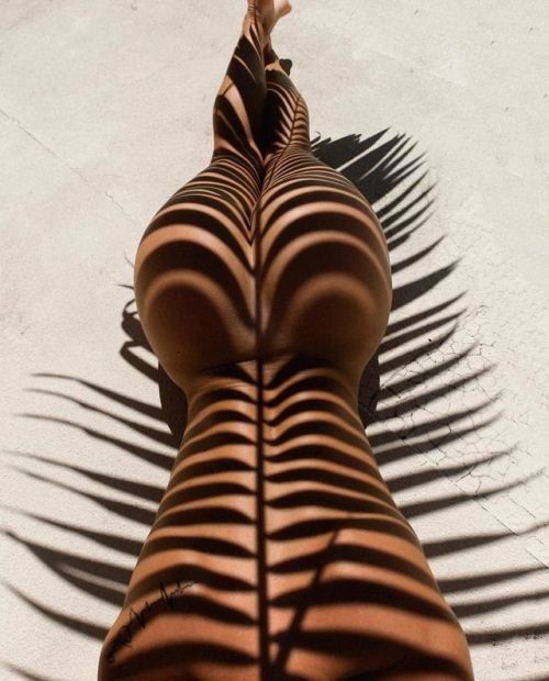 palm shadow