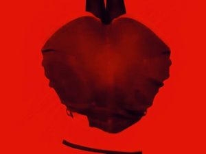 Heart shaped teen ass