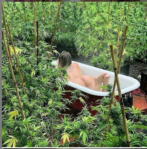 weed creative 3