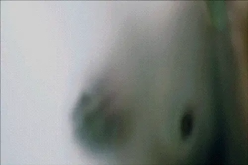 knock knock gif