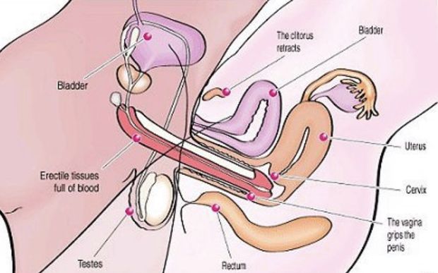 Sexual intercourse. Penis in the vagina