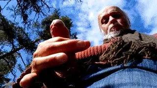 Forest cock polish.