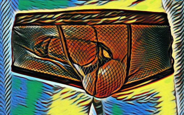 Colorful penis art