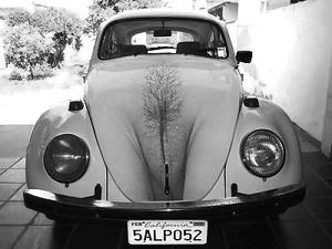 car pubic hair