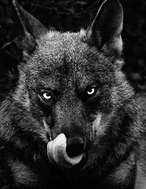 I am the Alpha