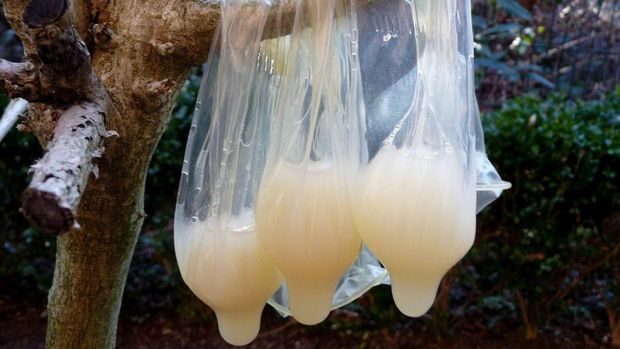 Condoms