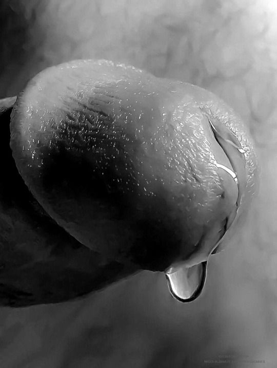 cock