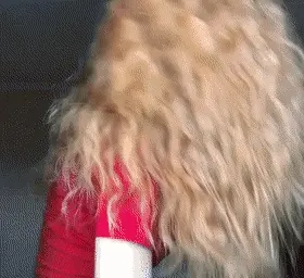 Nice Ginger