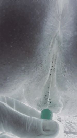 Pajita en hermosa conchita