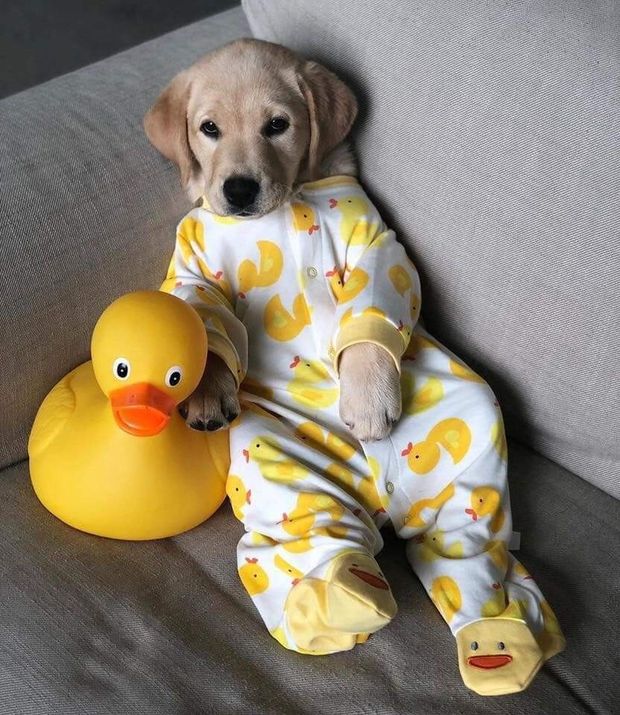 Cute puppy