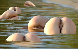 six beautiful asses on water in nature