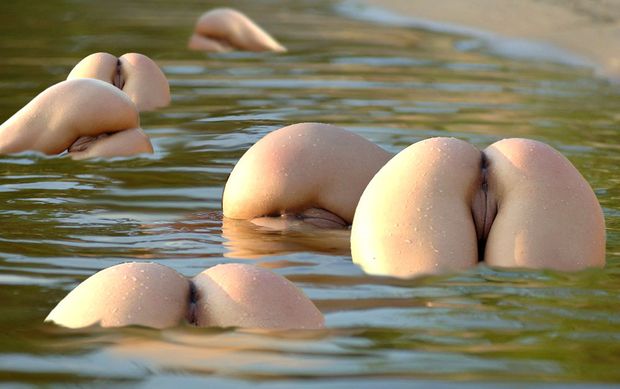 six beautiful asses on water in nature