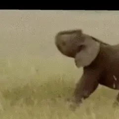 Crazy Elephant