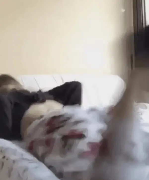 bouncy ass