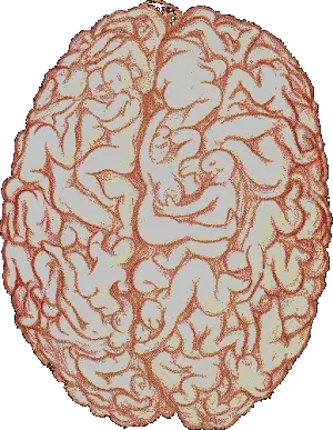 MIND BRAIN