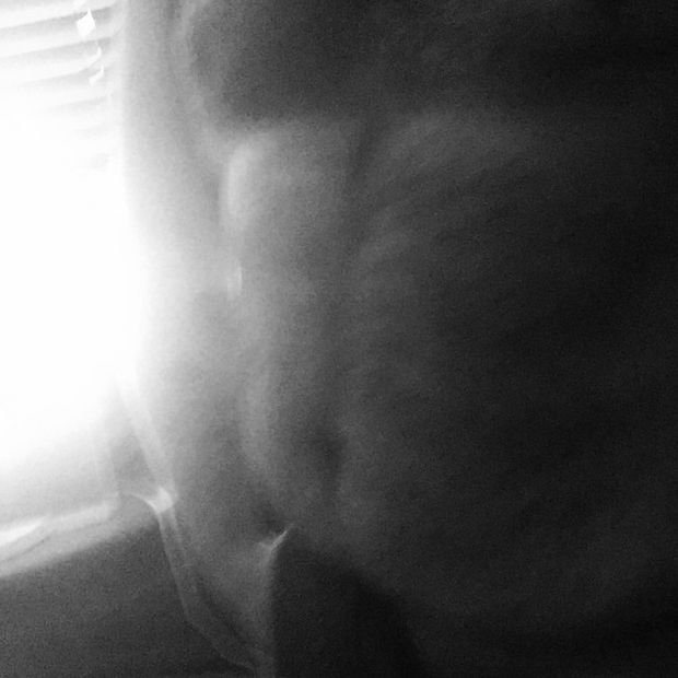 Barrel Chested Bear