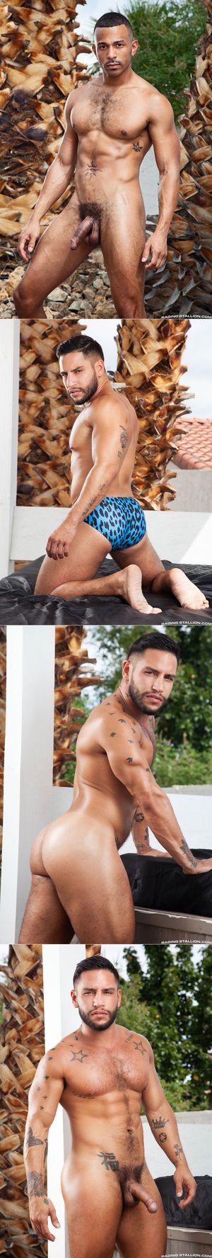 bear daddy