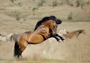 ItalianMustang Picture