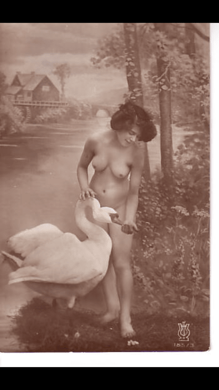 Swans
