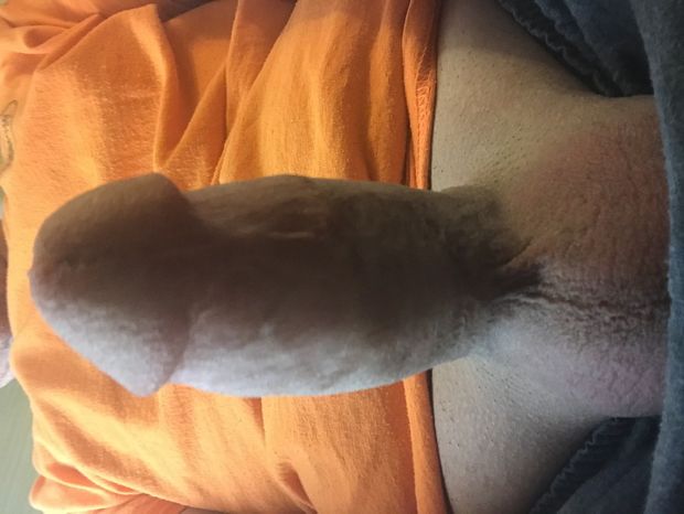 Come get it kitten