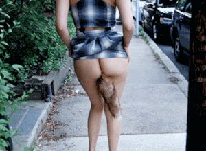 fox walking in the street