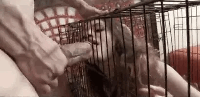 Maybe.. Life in a cage wouldn't be so bad if...