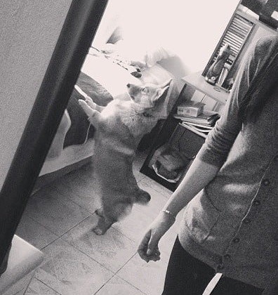 Mi perro