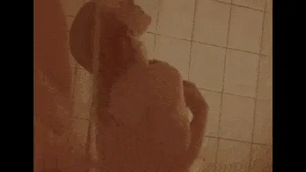 celebrities GIF