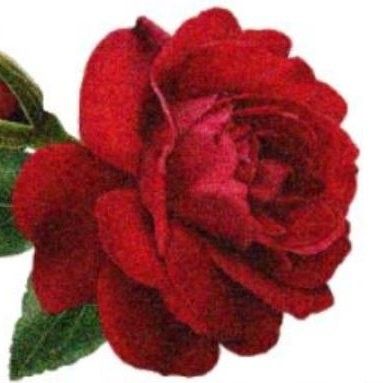 A red rose