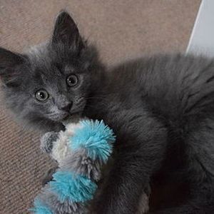 KittenMaster Picture
