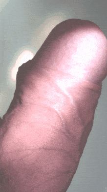 White cock on close-up