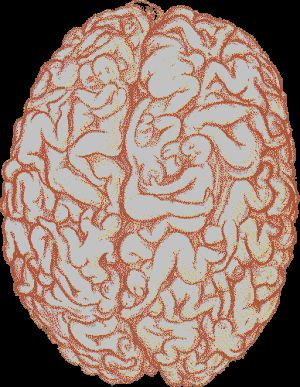 My brain