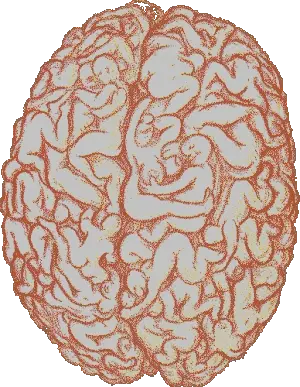 My brain
