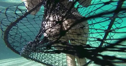 fish fish fish