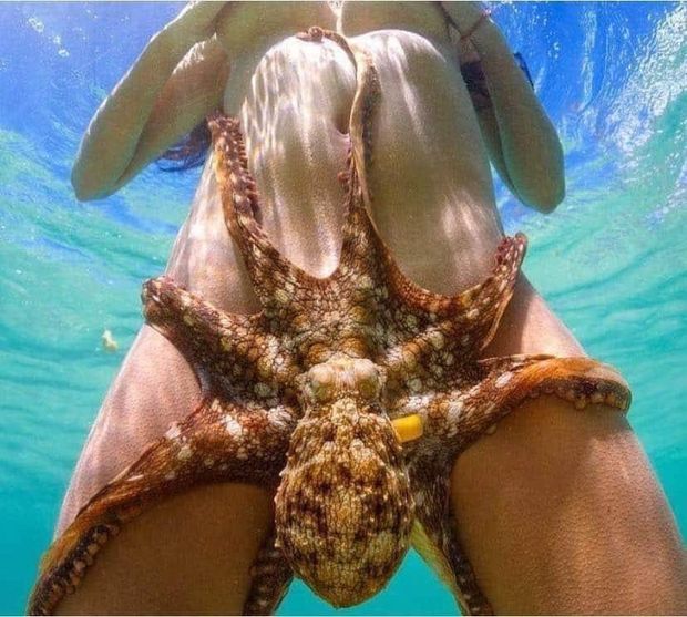 Octopussy