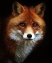 WisconsinDaddyFox Picture