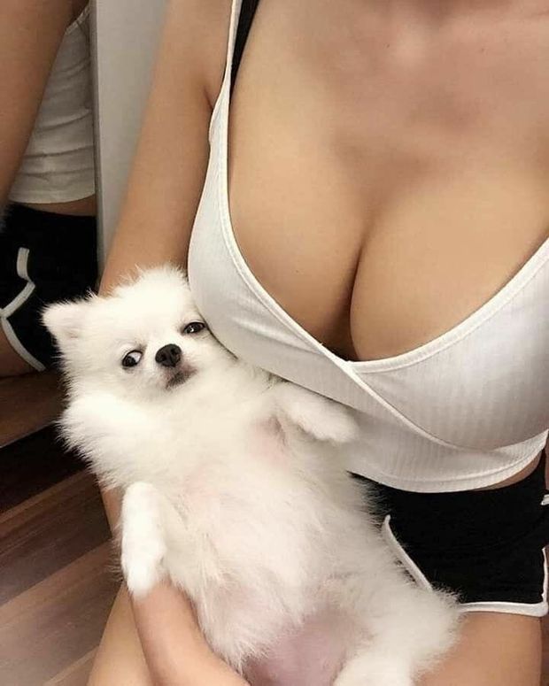 Dog Face