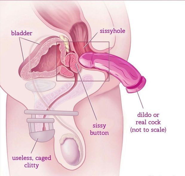 Sissy Anatomy