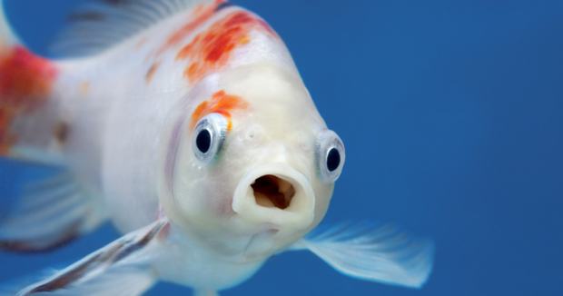 anonymousfish